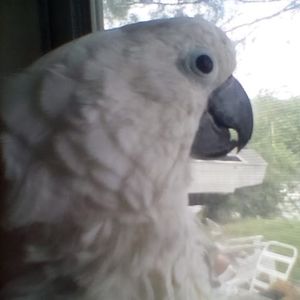 Meet your Posher, Tamara